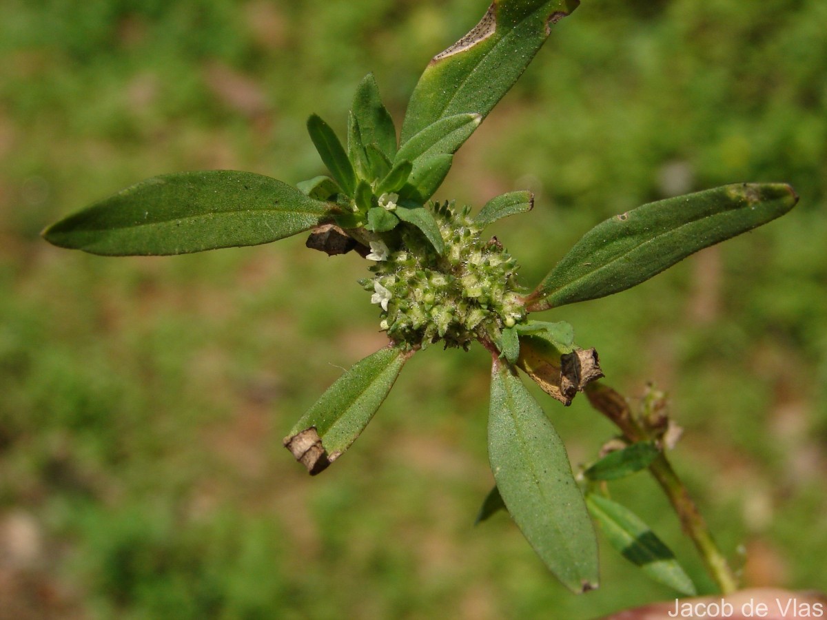 Spermacoce verticillata L.